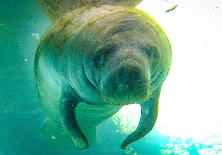 Manatee looks into one’s soul-edit