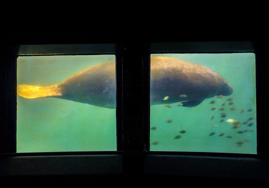 Manatee under glass-edit