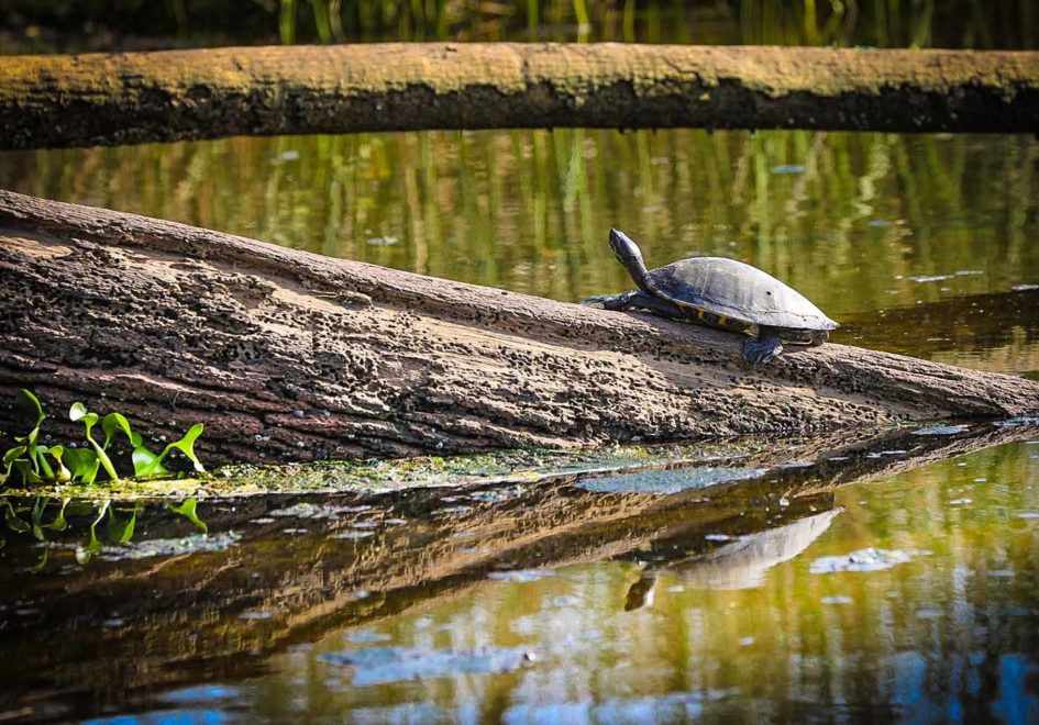 Turtle tanning-edit