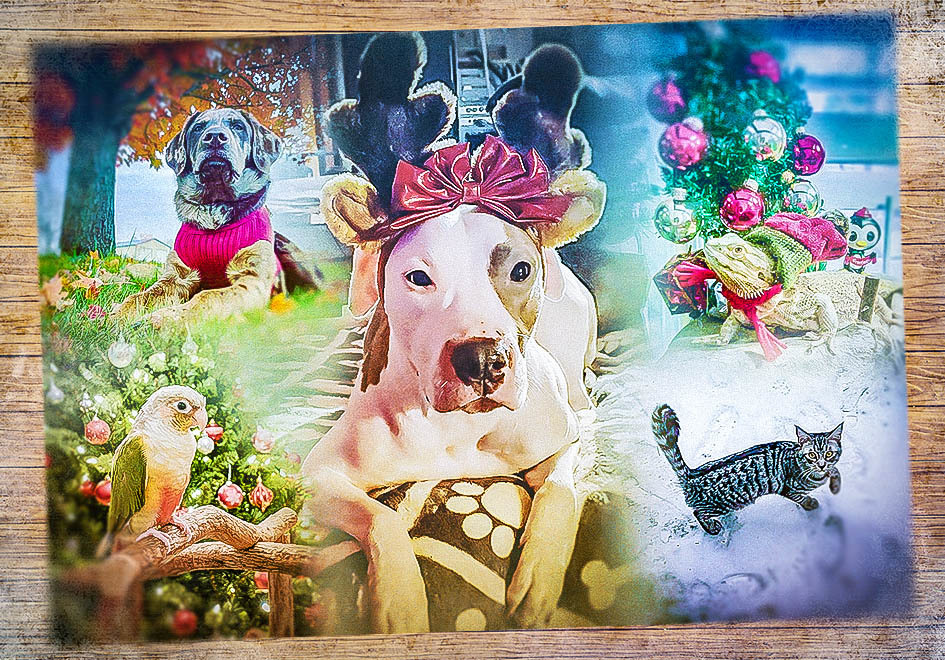 collage of holiday animal photos