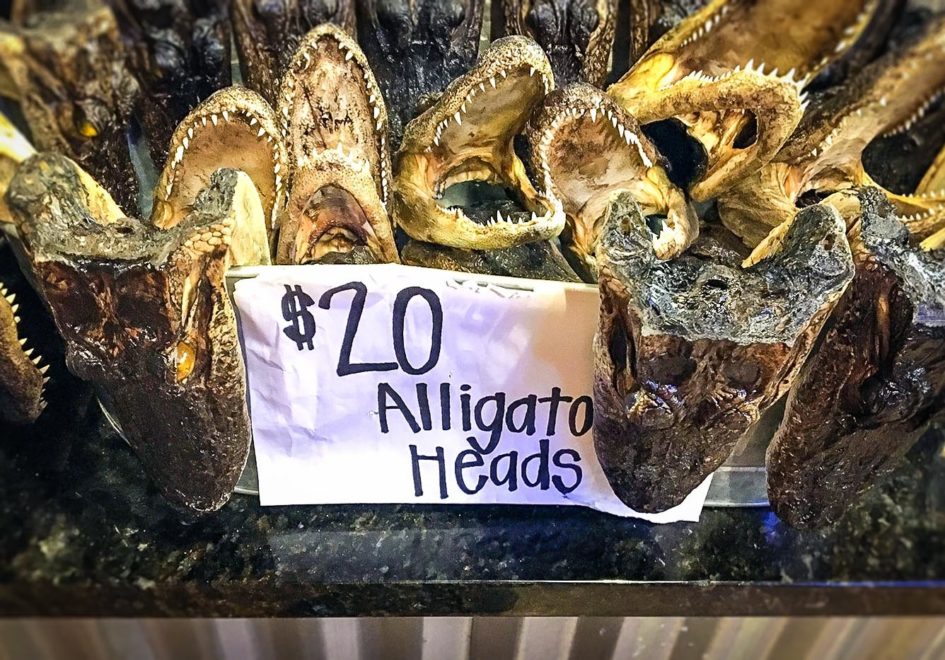 Alligator Heads at The Shack