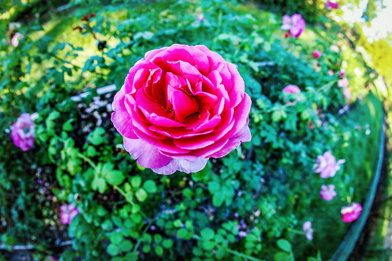 Tyler pink rose-edit