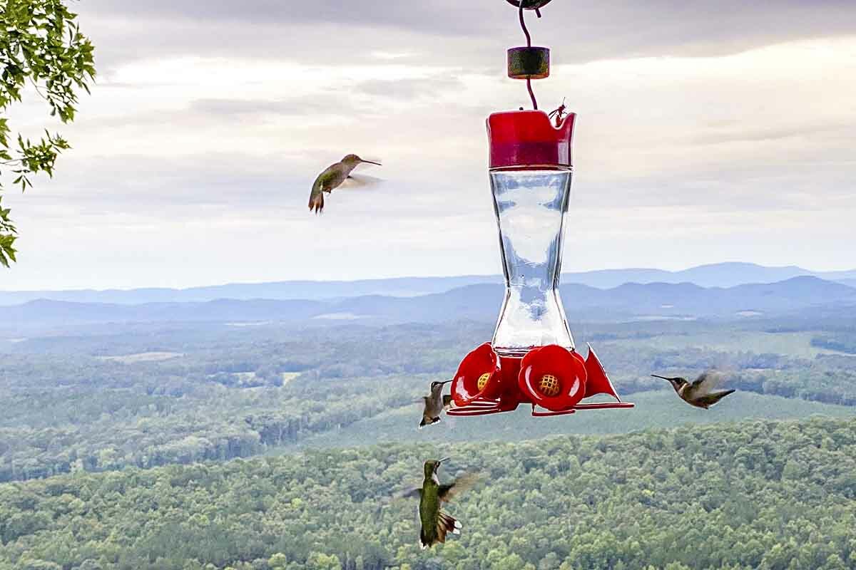 Hungry hummingbirds-edit