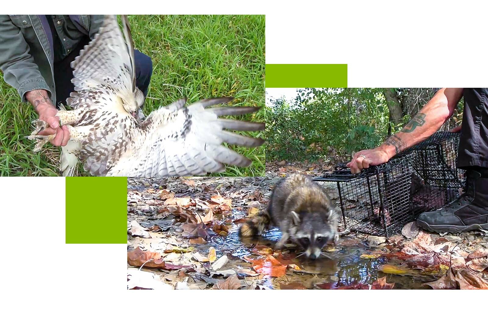 a photo of a man holding the feet of a hawk with its wings outstretched, and a photo of a man releasing a raccoon into the woods