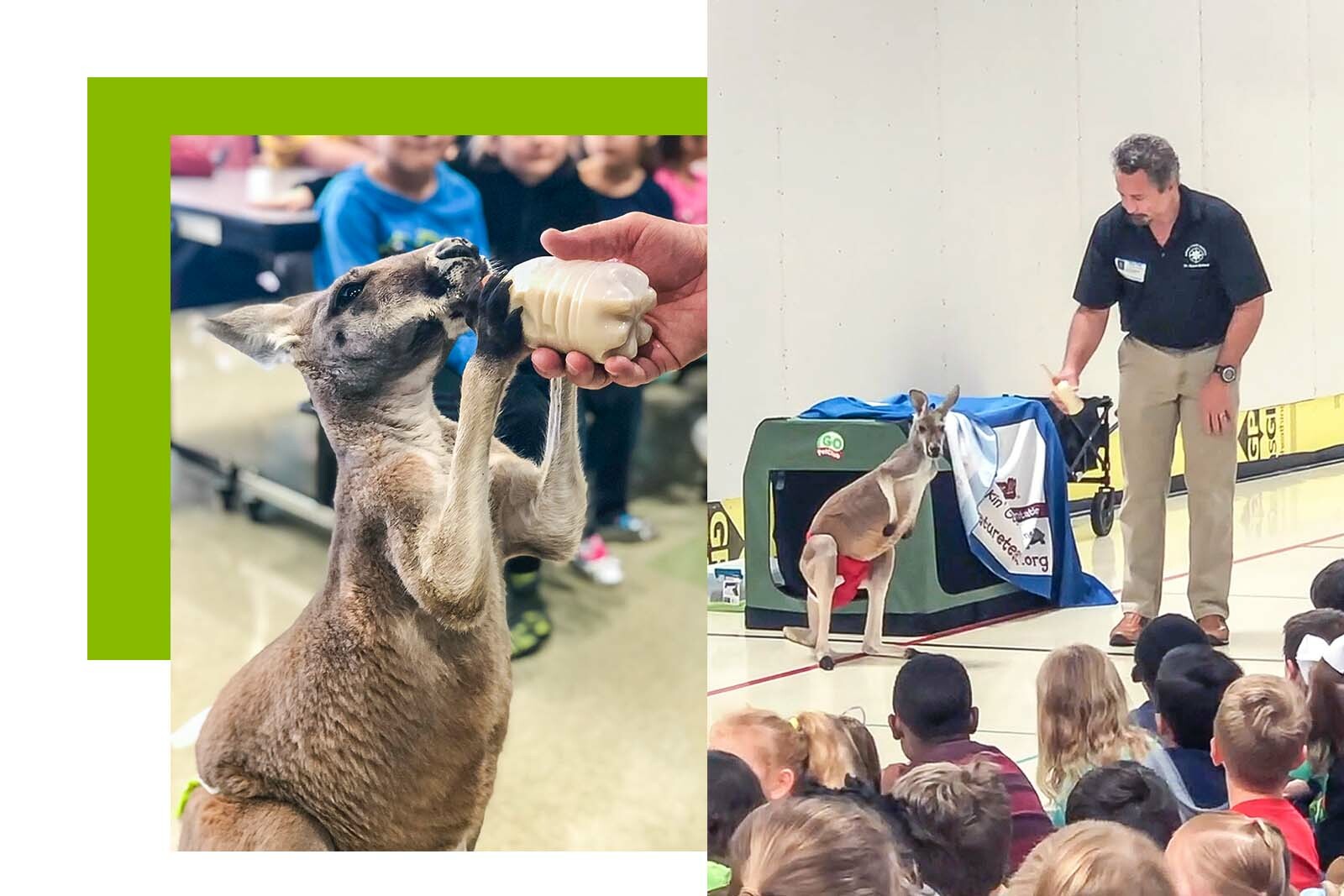 kangaroo and dentist in front of school children