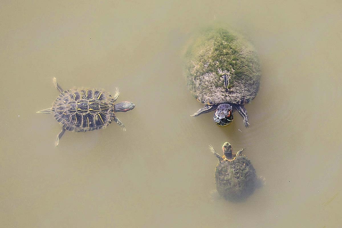 Turtle swimming lessons