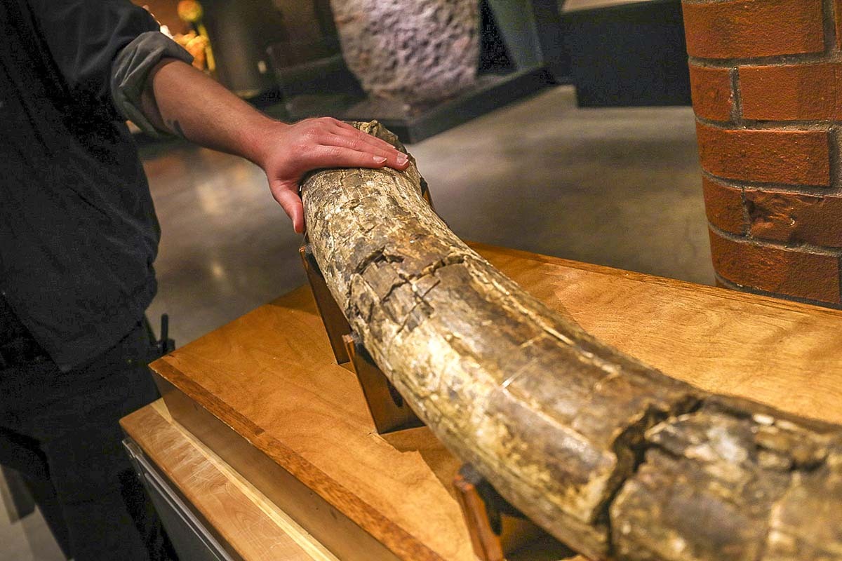 Bone fossil at museum