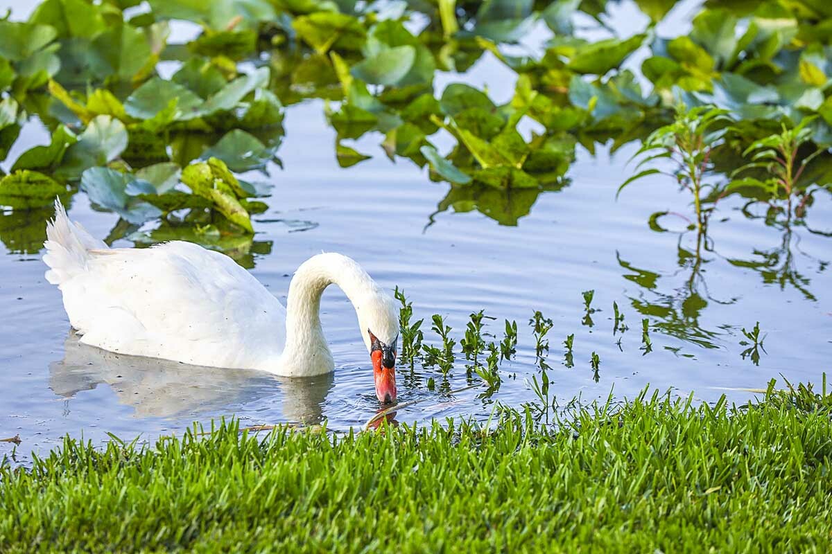 Swan beauty