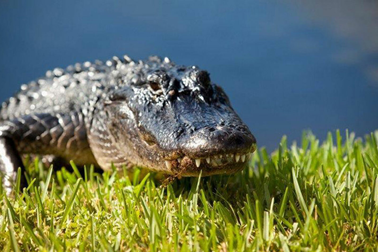 Alligator on a riverbank.