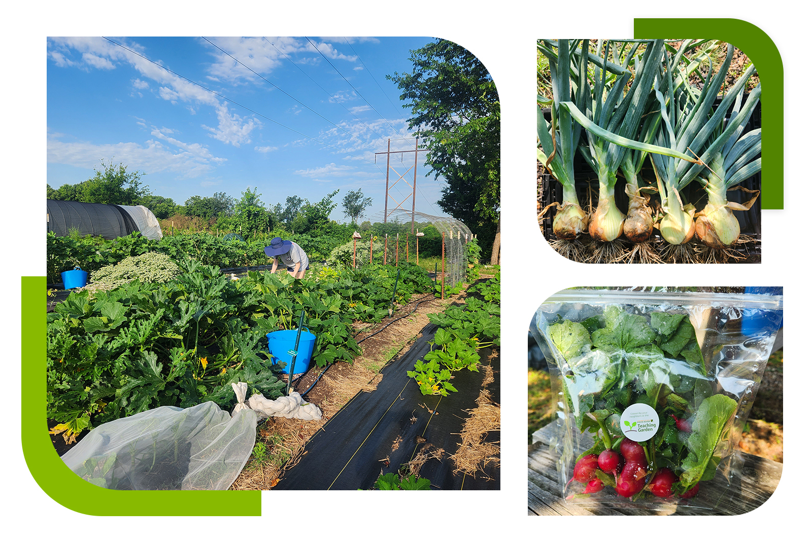 Photo collage of a garden and vegetables. Photo of a person working in a garden with blue skies (left). Photo of vegetables (right).