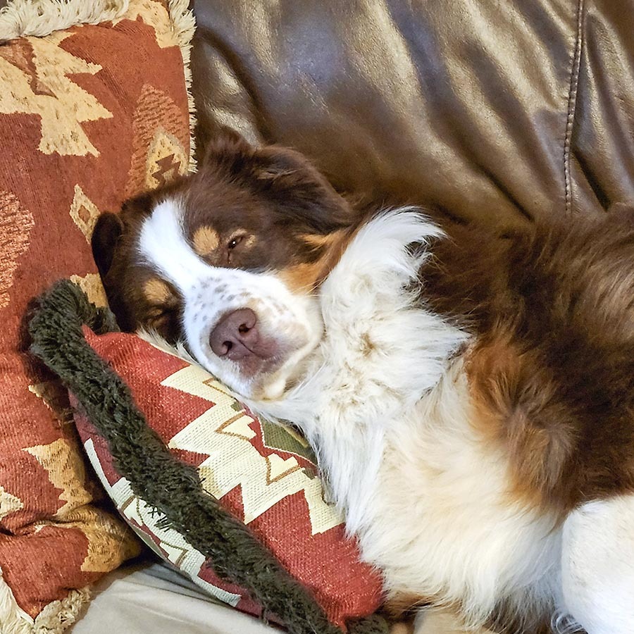 Wylie, an Australian Shepard, is the “napper.” Wylie’s picture was taken after the Christmas party. He is a happy-go-lucky boy that loves everyone, and played chase and ball with all the kids for over an hour.