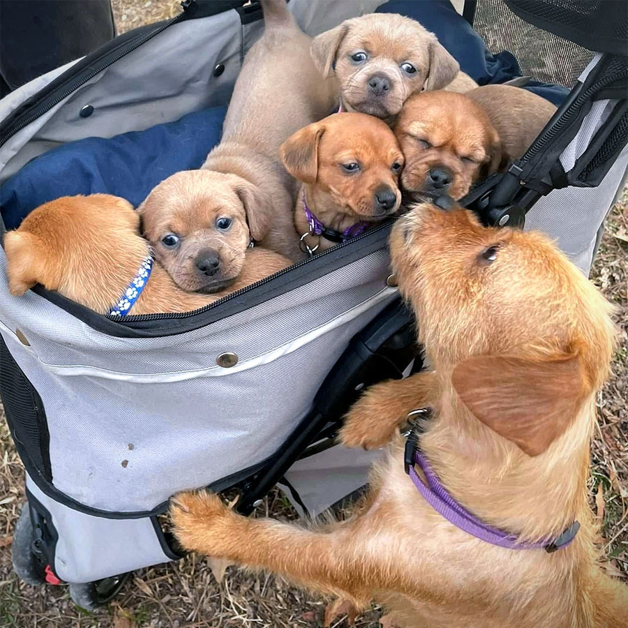 Meet Kurt, Squirt, Logan, Ivalee and Evelyn. Gert and Bert appeared in last year’s Good Pets and now they have sweet little ones. They are all so very special and loved! We cannot wait for all the adventures we will have with our Chiweenies!