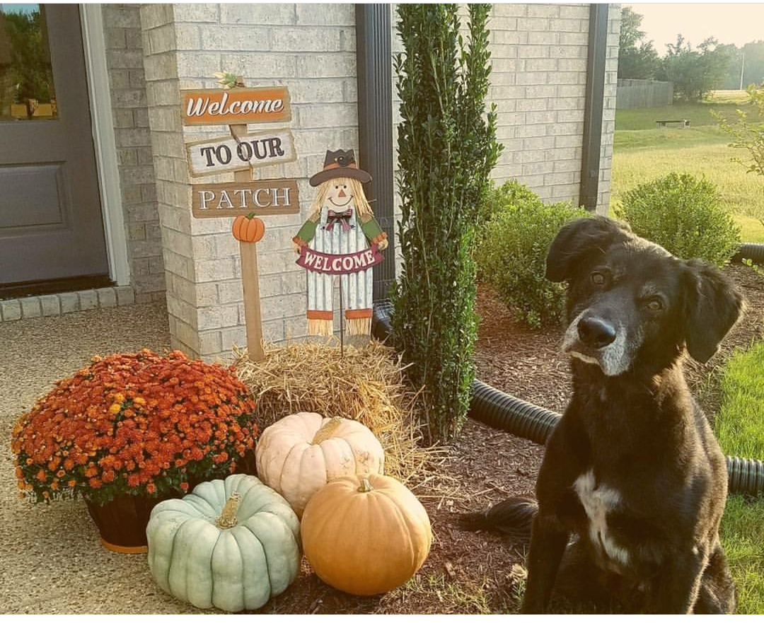 dog near pumpkins