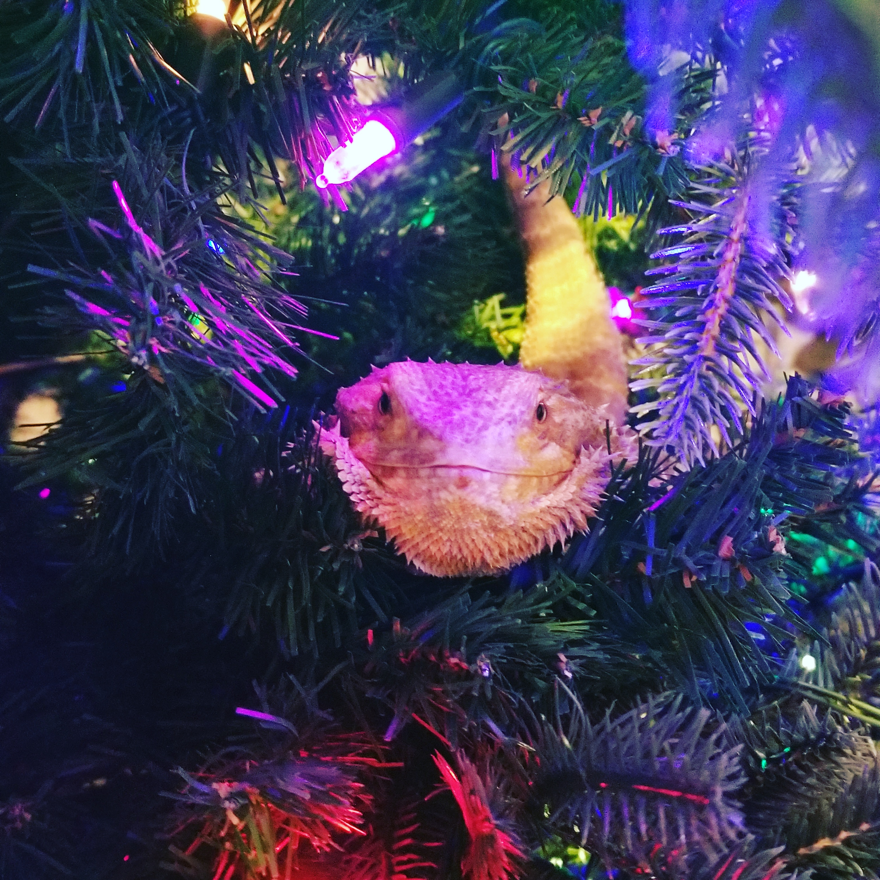 bearded dragon in Christmas tree