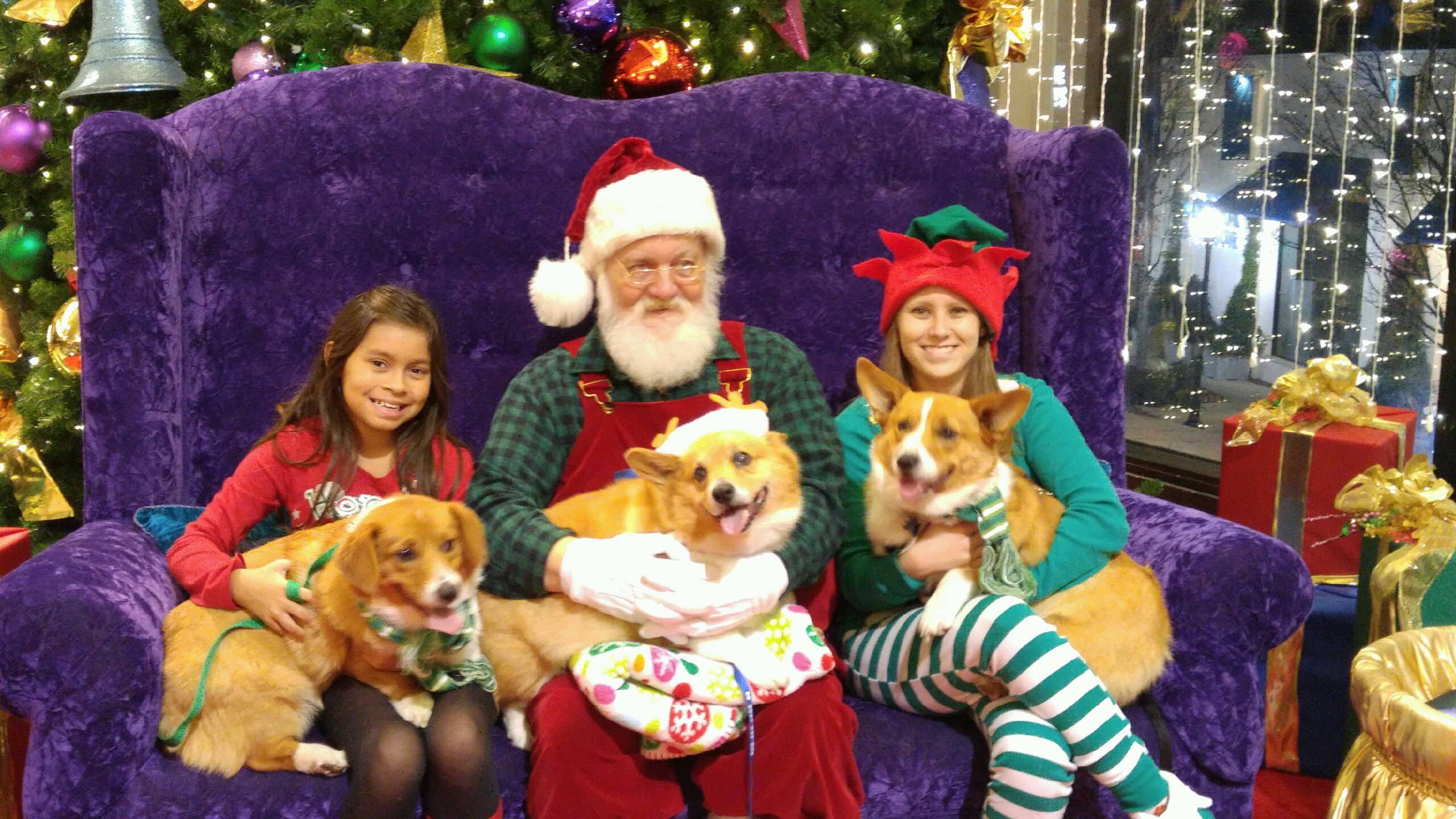 dogs with Santa and elves