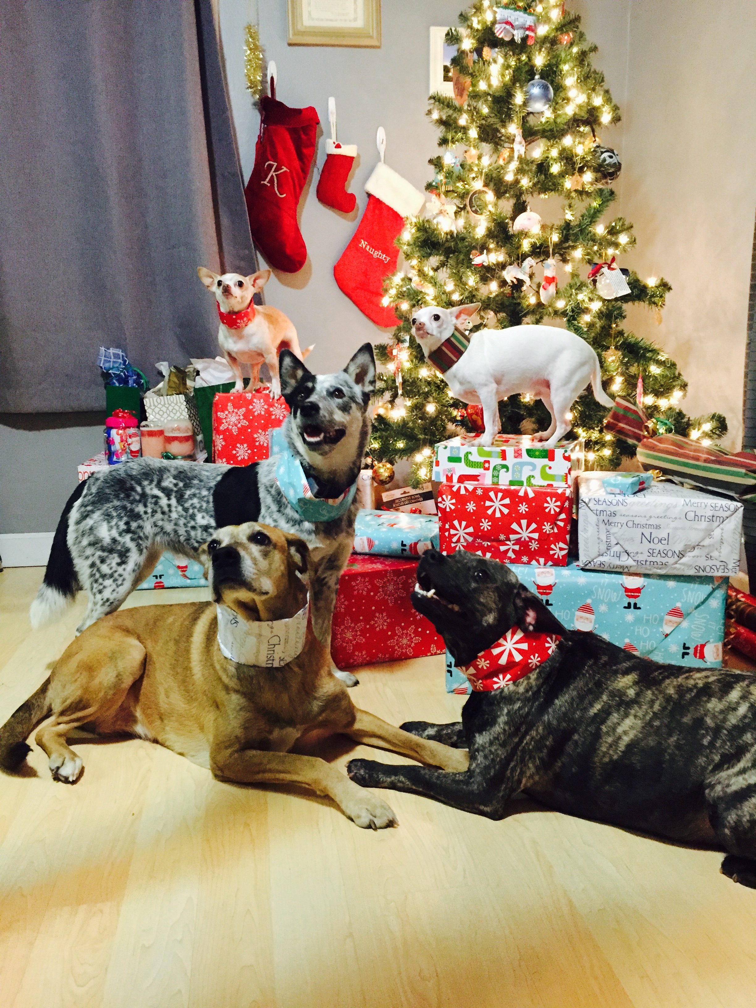 dogs in front of Christmas tree