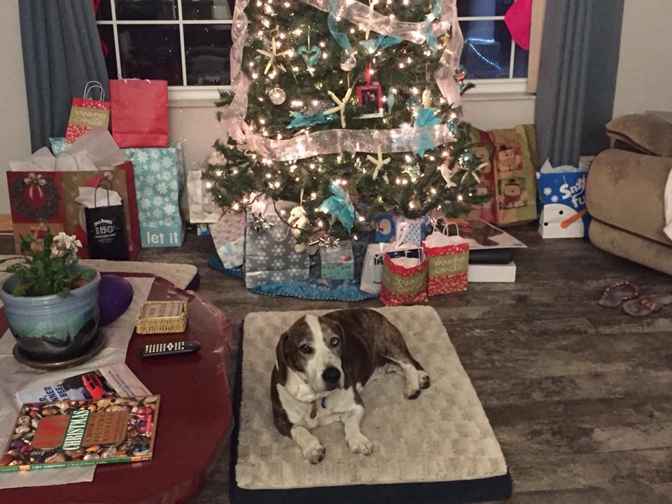 dog in front of Christmas tree