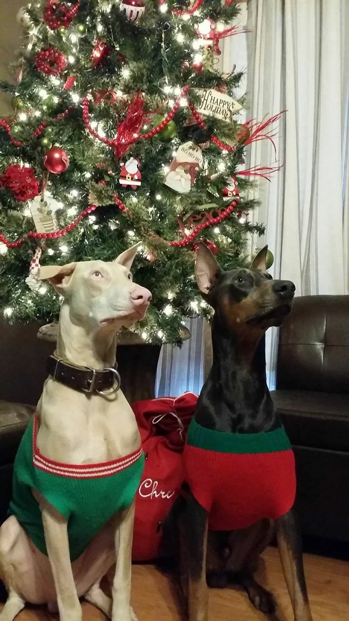 two dogs in front of Christmas tree