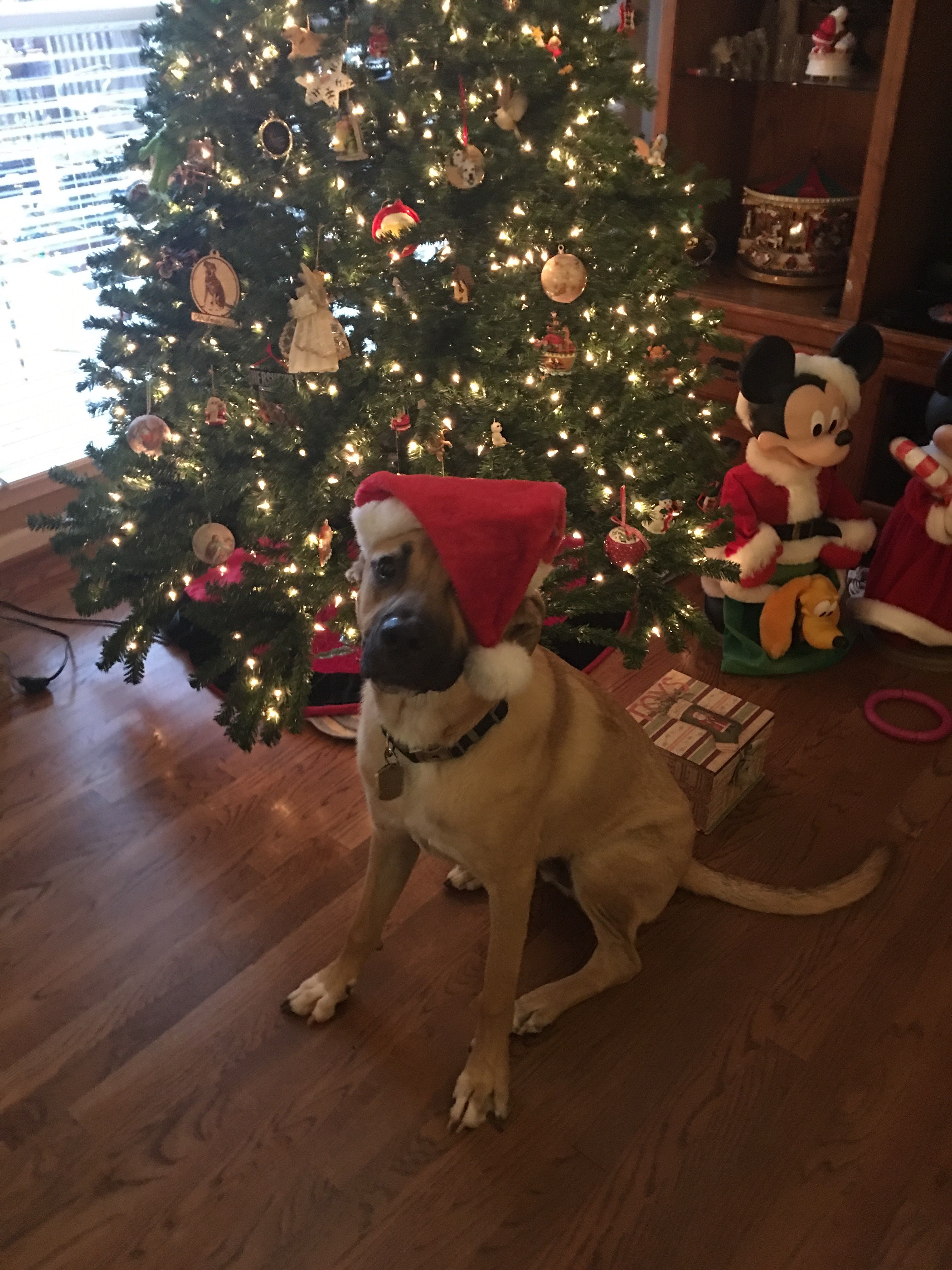 dog with Santa hat